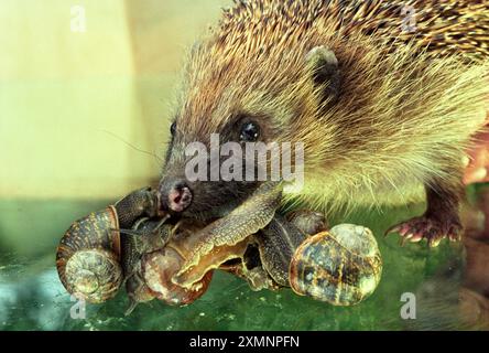 Ein Igel steht einer gewöhnlichen Gartenschnecke gegenüber. Der Igel ist ein kleines Säugetier und Großbritanniens einziges Säugetier. Sie gehört zur Gruppe Erinaceus europaeus. Er hat Stacheln, die den größten Teil des Oberkörpers bedecken, geht auf vier Beinen, ist ein nächtlicher Futtermittel und isst Insekten. Es ist diese letzte Tatsache, die dieses Säugetier zu einem der beliebtesten Wildtiere in Großbritannien macht. Er kann sein eigenes Körpergewicht in Insekten in einer Nacht fressen und kann Gärtnern helfen, Schädlinge auf natürliche Weise auf ein beherrschbares Niveau zu halten. 28. Juli 2000 Foto von Roger Bamber Stockfoto