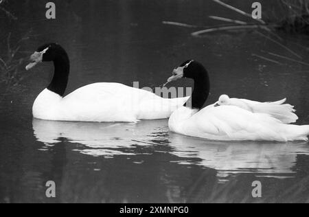 Swan and Cygnet 27. Dezember 1993 Bild von Roger Bamber Stockfoto