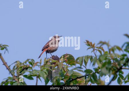 Weibliche graue Busch-Chat (Saxicola ferreus) in der Nähe von Pithoragarh in Uttarakhand, Indien Stockfoto