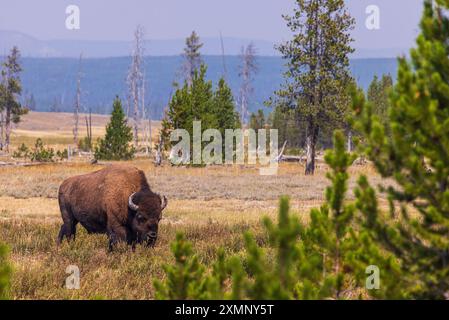 Bisons im Yellowstone-Nationalpark Stockfoto