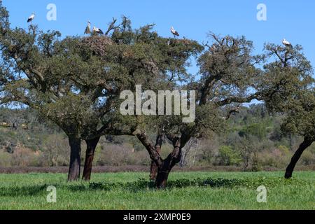 Weißstorch (Ciconia ciconia)-Kolonialzucht auf Nest im Baum, Alentejo, Portugal. Stockfoto