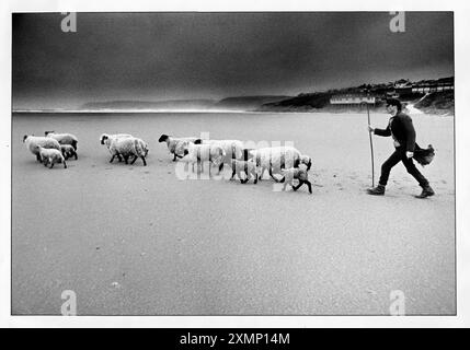 BURGH ISLAND Scan von B/Print. Shepherd John Stanesby nahm die alte Tradition wieder auf, seine Schafe über eine halbe Meile Damm zu nehmen, um auf Burgh Island in Devon zu weiden, das von der Flut abgeschnitten ist und nur zweimal am Tag begehbar ist. Bis Johannes die Nutzung der Insel wiederbelebt hatte, waren Schafe seit 50 Jahren nicht mehr übernommen worden. Wird im Observer 1990 verwendet. Stockfoto