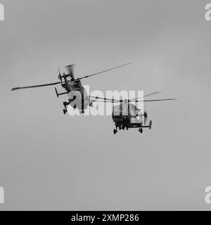 Das Black Cats Helicopter Display Team der Royal Navy führt während der RIAT 2024 in der RAF Fairford eine Ausstellung mit zwei Schiffen in ihren Wildcat HMA.2 Hubschraubern durch. Stockfoto