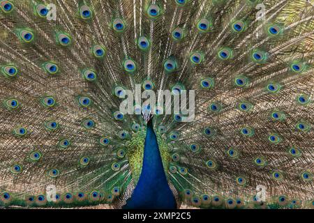 Ein bunter Pfau mit aufgefächerten Federn Stockfoto
