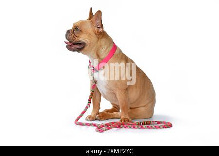 Französischer Bulldog-Hund mit rosa Kragen mit Seilleine auf weißem Hintergrund Stockfoto