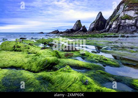 Meeresalgen bedeckte Felsen am Westcombe Beach in South Devon, Großbritannien Stockfoto