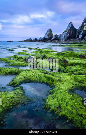 Meeresalgen bedeckte Felsen am Westcombe Beach in South Devon, Großbritannien Stockfoto