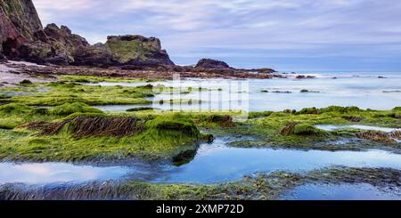 Meeresalgen bedeckte Felsen am Westcombe Beach in South Devon, Großbritannien Stockfoto