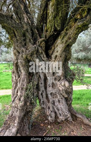 Majestätischer und alter Olivenbaum mit knorrigem Stamm. Stockfoto