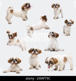 Collage. Reinrassiger kleiner Shih-Tzu-Welpe, der vor weißem Studiohintergrund läuft, spielt und springt. Der Hund sieht gut gepflegt aus. Stockfoto