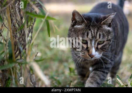 Mollige Katze, die auf Gras im öffentlichen Park steht Stockfoto
