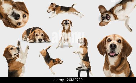 Collage. Beagle in verschiedenen Posen, springend, sitzend, liegend und stehend auf dem Hocker vor weißem Hintergrund. Die verspielte und neugierige Natur des Hundes. Stockfoto