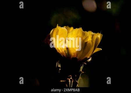 Süße Feigenkaktus Opuntia Ficus-indica Blume 15857 Stockfoto