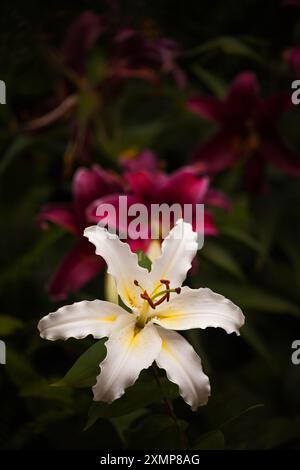 White Oriental Lily 16173 Stockfoto