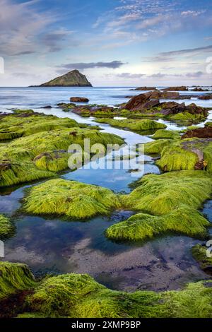 Wembury Bay mit Blick auf den Great Mewstone an der südlichen Küste von Devon, England. Stockfoto