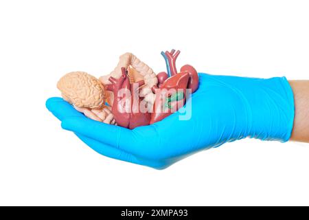 Nahaufnahme einer Hand, die einen blauen Handschuh trägt und anatomische Modelle menschlicher Organe enthält, einschließlich Gehirn, Herz und Darm. Ideal für den Bildungsbereich Stockfoto