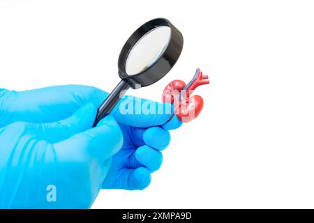 Nierenmodell in Handschuhen gehalten, mit Lupe genau untersucht. Zeigt anatomische Studien, medizinische Ausbildung und Biologie. Stockfoto