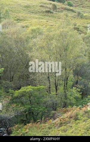 Birkenbäume neben dem Wasserlauf im Tal hinter Ballachulish, Glencoe, Schottland, Großbritannien Stockfoto