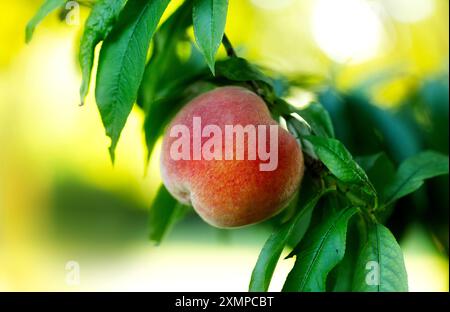 Eine reife Pfirsichfrucht hängt an einem Baum in einem Garten, umgeben von Sonnenlicht. Unschärfe. Stockfoto