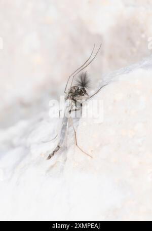 Eine Nahaufnahme eines nicht beißenden Mammes aus der Familie Chironomidae, der auf einer hellen Oberfläche in Colorado ruht. Stockfoto