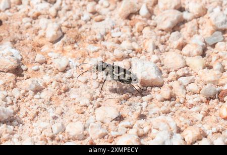 Ein schräg gesäumter Tigerkäfer (Cicindela tranquebarica) thronte auf einem Sandfeld in Colorado Stockfoto