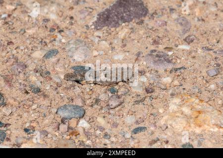 Ein blasser geflügelter Heuschrecken (Trimerotropis pallidipennis), der auf sandigem Gelände mit kleinen Kieselsteinen in Colorado thront. Stockfoto