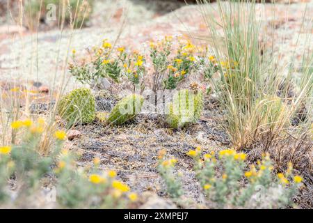 Der Kaktuskaktus (Gattung Opuntia) steht widerstandsfähig in felsigem Gelände in Colorado Stockfoto