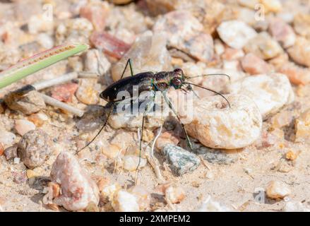 In Colorado wird ein gestochener Tigerkäfer (Cicindela punctulata) beobachtet, der durch felsiges Gelände navigiert. Stockfoto