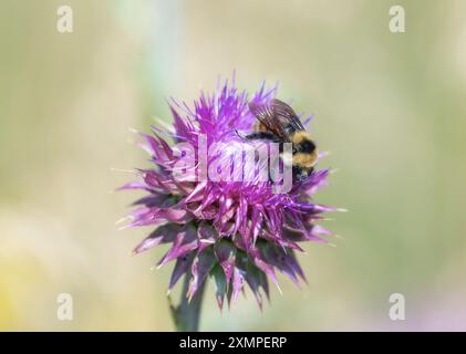 Eine rote Hummel (Bombus rufocinctus) sammelt Pollen aus einer leuchtend violetten Musk Thistle Carduus nutans Blüte in Colorado. Stockfoto