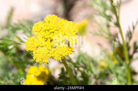 Eine Wurzelmadenfliege (Familie Anthomyiidae), die sich von den hellgelben Blüten der WhiskbesenPetersilie (Harbouria trachypleura) in Colorado ernährt. Stockfoto