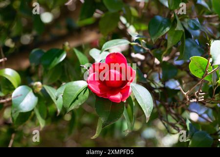 Große Masse von dunkelroten Camellia Black Lace Blüten im Frühjahr Stockfoto