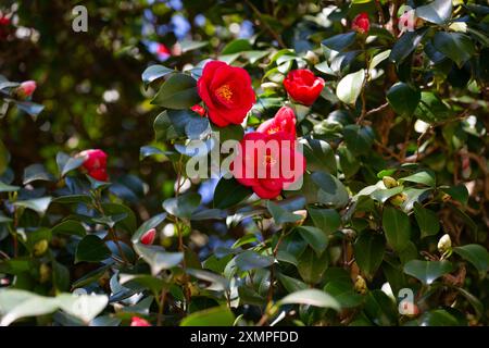 Große Masse von dunkelroten Camellia Black Lace Blüten im Frühjahr Stockfoto