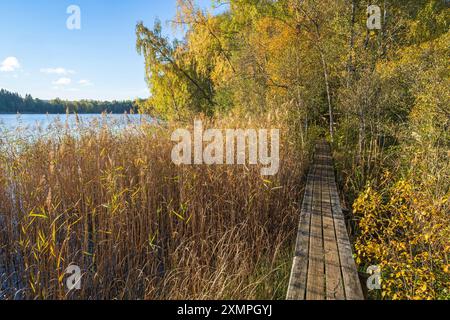 Wanderweg zwischen Schilf an einem See mit herbstlichen Farben Stockfoto