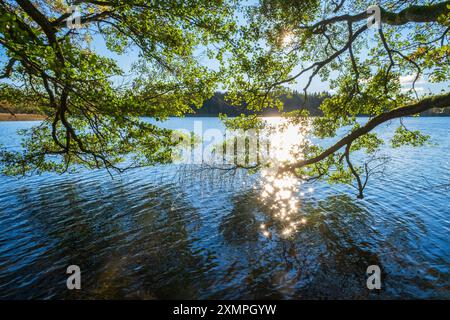 Baumzweige über der Wasseroberfläche mit Sonnenreflexionen Stockfoto