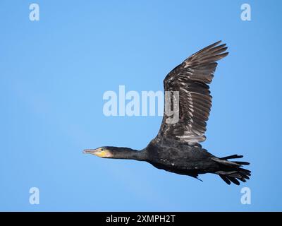 Kormorane fliegen von einem Inlandsitz in Bäumen, wo sie vor ihrem nächsten Fischfutter trocknen. Stockfoto