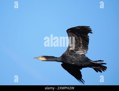 Kormorane fliegen von einem Inlandsitz in Bäumen, wo sie vor ihrem nächsten Fischfutter trocknen. Stockfoto