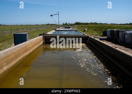 Anbau von essbarem Algen in einer Salzfarm der Stiftung Salt Farm auf der Insel Texel in den Niederlanden am 23. Juni 2020. Anstieg des Meeresspiegels verursacht Stockfoto