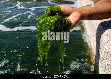 Anbau von essbarem Algen in einer Salzfarm der Stiftung Salt Farm auf der Insel Texel in den Niederlanden am 23. Juni 2020. Anstieg des Meeresspiegels verursacht Stockfoto