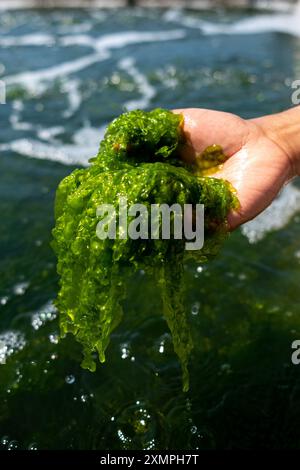 Anbau von essbarem Algen in einer Salzfarm der Stiftung Salt Farm auf der Insel Texel in den Niederlanden am 23. Juni 2020. Anstieg des Meeresspiegels verursacht Stockfoto