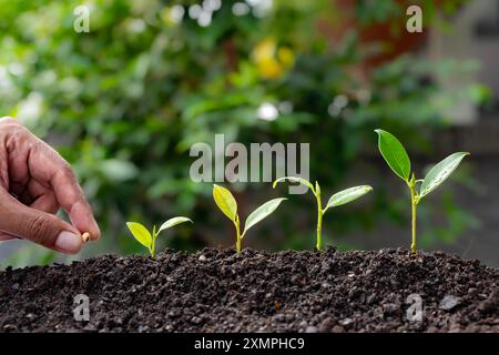 Eine Person pflanzt eine Pflanze in den Dreck. Landwirt pflanzt Samen in Reihen in den Boden, erfolgreiches Agrargeschäft, Kürbissamen Stockfoto