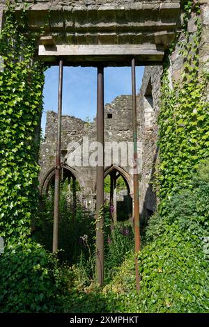 Metallstützen tragen dazu bei, die aufrechte Wand eines großen Steinfensterrahmens zu halten, der stark von kriechenden Ivy in der Balmerino Abbey bewachsen ist. Stockfoto