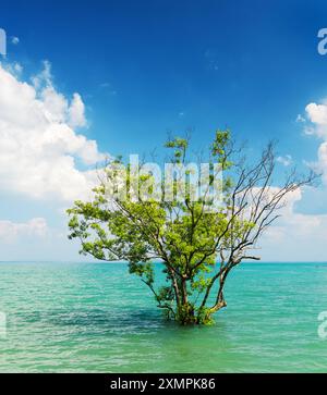 Baum wächst im Wasser Stockfoto