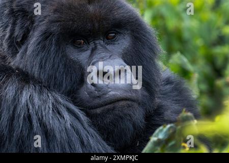 Ruanda, Volcanoes National Park. Berggorilla (Gorilla beringei beringei) Amahoro Familiengruppe, Silberrücken. Stockfoto