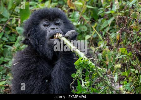 Ruanda, Volcanoes National Park. Berggorilla (Gorilla beringei beringei) Amahoro Familiengruppe. Junge Gorillas essen. Stockfoto