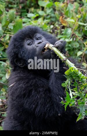 Ruanda, Volcanoes National Park. Berggorilla (Gorilla beringei beringei) Amahoro Familiengruppe. Junge Gorillas essen. Stockfoto