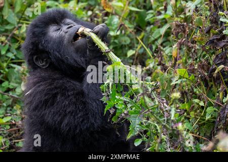 Ruanda, Volcanoes National Park. Berggorilla (Gorilla beringei beringei) Amahoro Familiengruppe. Junge Gorillas essen. Stockfoto