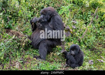 Ruanda, Volcanoes National Park. Berggorilla (Gorilla beringei beringei) Amahoro Familiengruppe. Frau mit Babynahrung. Stockfoto