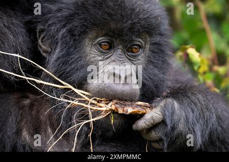 Ruanda, Volcanoes National Park. Berggorilla (Gorilla beringei beringei) Amahoro Familiengruppe. Junge Gorillas essen. Stockfoto