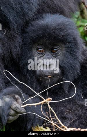 Ruanda, Volcanoes National Park. Berggorilla (Gorilla beringei beringei) Amahoro Familiengruppe. Junge Gorillas essen. Stockfoto