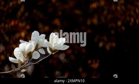 Zarte Magnolienblüten auf dem Zweig mit dunklem, warmem, unscharfem Hintergrund Stockfoto
